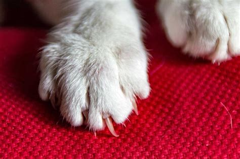Should You Trim Your Cats Back Claws Thecatsite