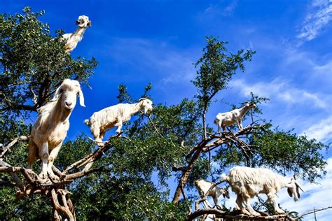 ¿por Qué Las Cabras Se Suben A Los árboles En Marruecos Mis Animales