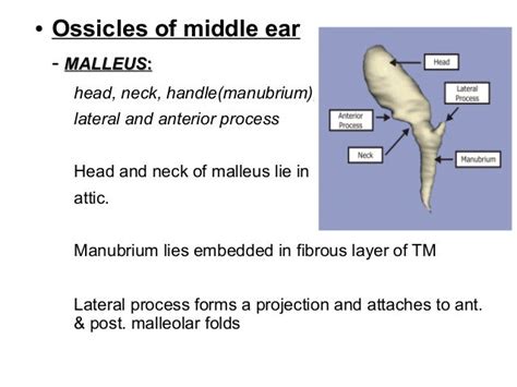 Anatomy And Embryology Ext Ear And Middle Ear