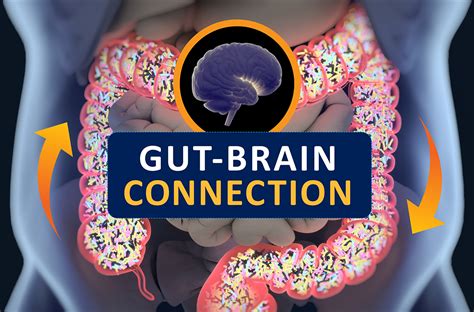How Science Explains The Gut Brain Connection Dr Matt James