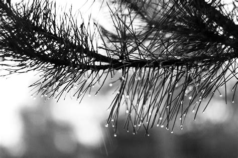 Free Images Tree Nature Grass Branch Snow Winter Black And