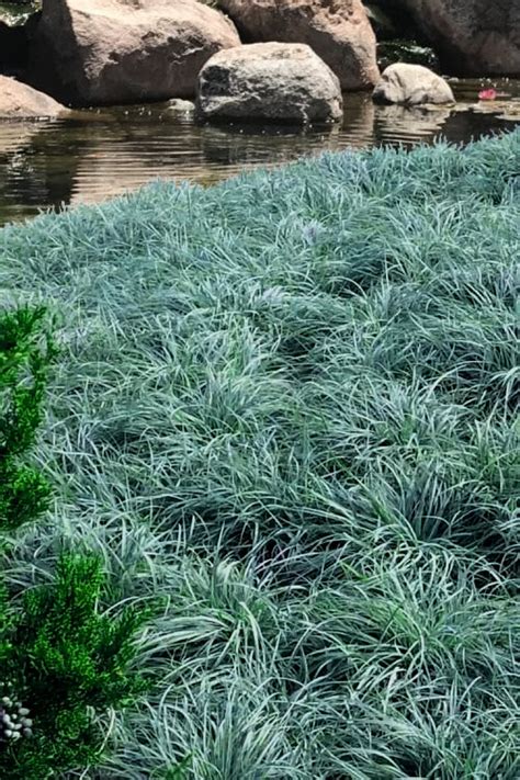 Buy Blue Zinger Carex Plants Free Shipping 5 Pack Of Quart Size Pots