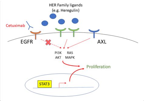 The Targets To Overcome Cetuximab Resistance In Hnscc Patients Egfr