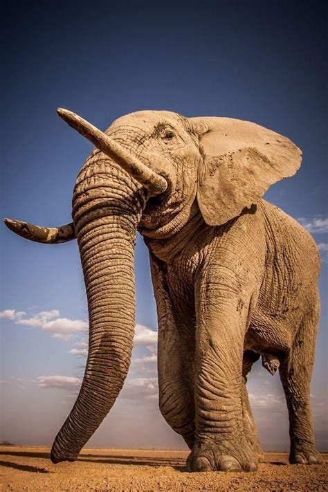 Elephant Natur Majestic Animals Elephant Animals Beautiful