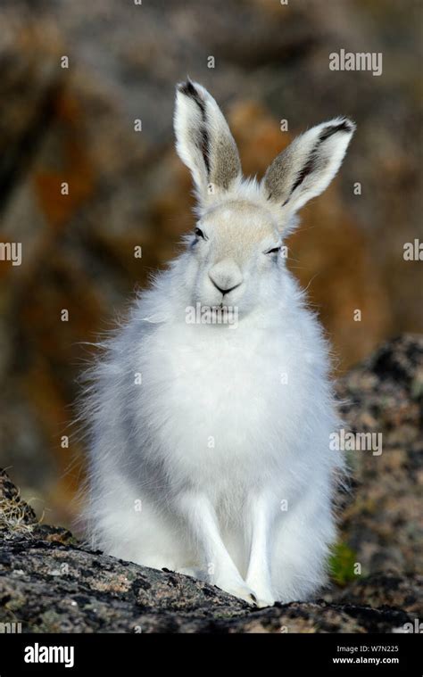 Cute Arctic Hare
