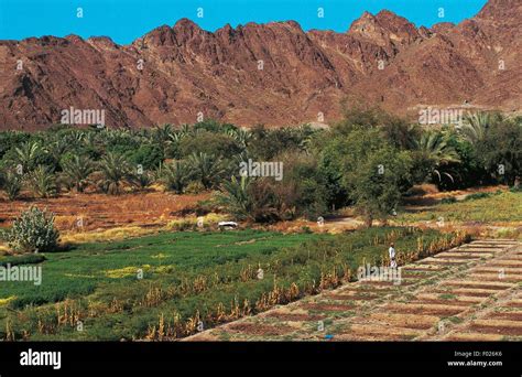 Agricultural Landscape Of Mountains And Near Masafi United Arab