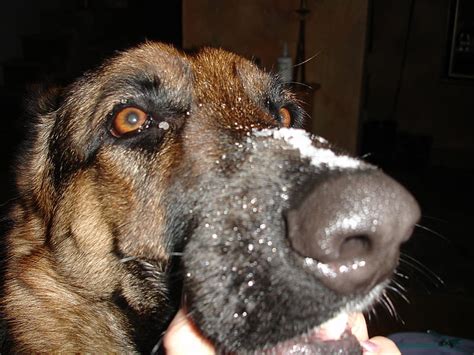 Snowy Nose German Shepherd Animals Dog Hd Wallpaper Peakpx