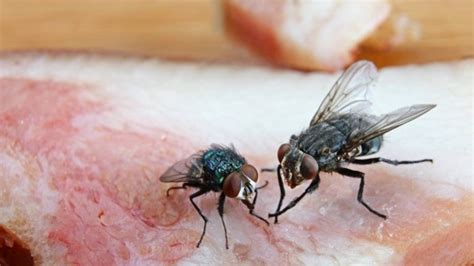 Makanan Yang Sudah Dihinggapi Lalat Aman Tidak Ya Bebaspedia Com