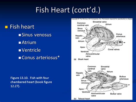 When the atrium is full, it pumps blood to a second chamber, the ventricle. Fish Heart Chamber / Comparative Circulatory Systems In ...
