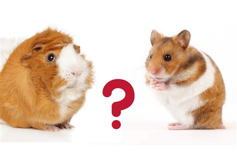 Guinea Pig Or Hamster Which Is Right For You Learn The 7 Key