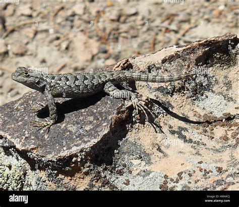 A Lizard Suns Itself On Warm Rock Elko Hi Res Stock Photography And