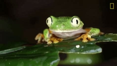 Tree Frog Gifs Get The Best Gif On Giphy