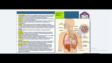 FunciÓn Órganos Del Sistema Respiratorio Youtube