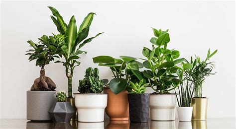 Most Popular Indoor Plants 2019 All Green Nursery