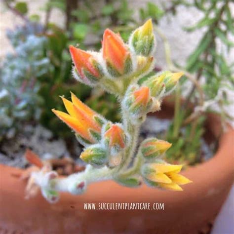 The leaves may curl slightly toward the center. 18 Popular Flowering Succulents (With Pictures ...