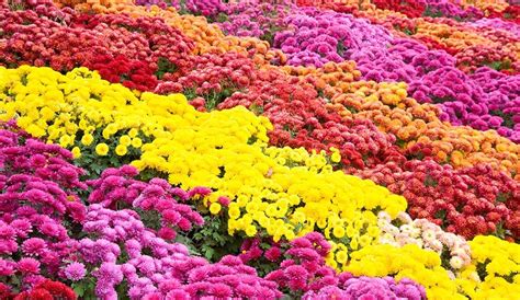 Growing Chrysanthemum Learn How To Plant And Care For Mums