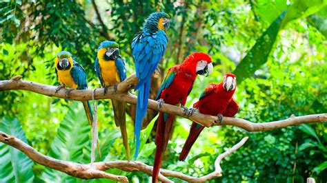 A Group Of Beautiful Macaw Parrots 19201080 Parrot Wallpaper
