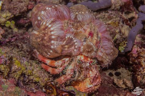 Anemone Hermit Crab Facts And Photographs Seaunseen