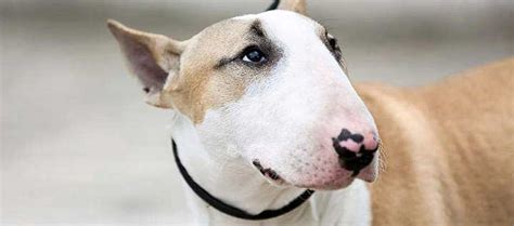 Bull Terrier Dog Breed Origin History Personality And Care Needs