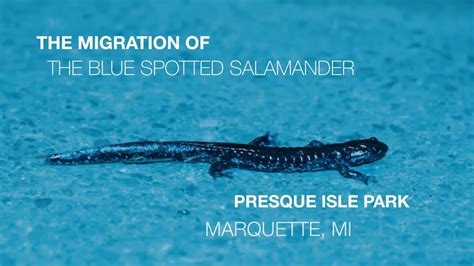 The Migration Of The Blue Spotted Salamander Marquette Michigan YouTube