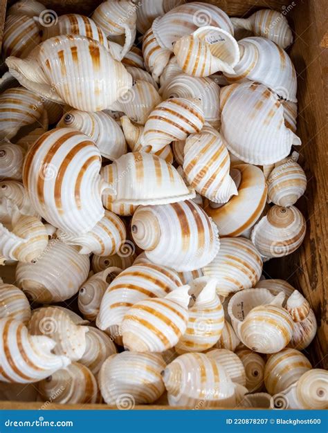 Sea Shells For Sale In The Florida Keys Stock Image Image Of Souvenir