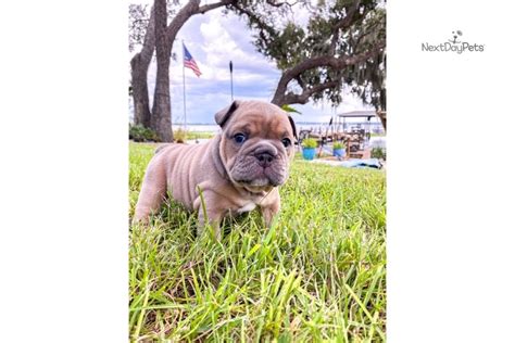 French bulldogs, frenchies for short, are goofy looking dogs with big heads that make them look like they they actually descend from english bulldogs and were bred to be smaller and cuter, compared to what is a puppy mill like for french bulldog puppies orlando? Phoenix: English Bulldog puppy for sale near Orlando, Florida. | 73cd9317-1c81