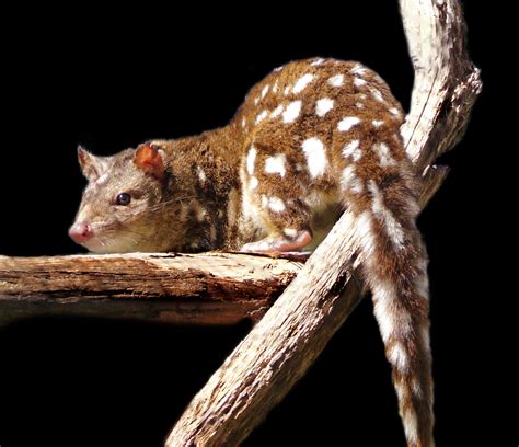 Spotted Tail Quolls The Manning Community News