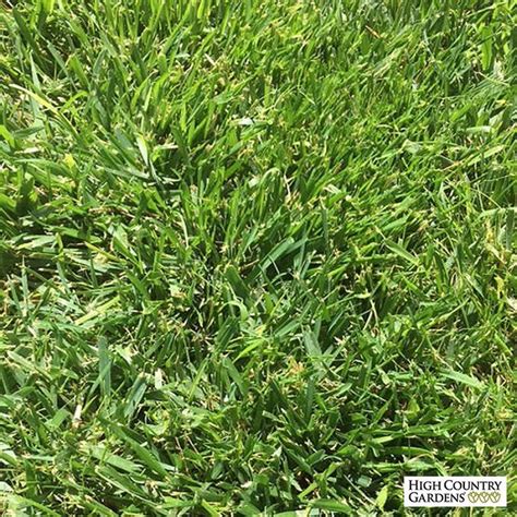 Low Work And Water Dwarf Fescue Grass Seed Fescue Grass Seed Fescue