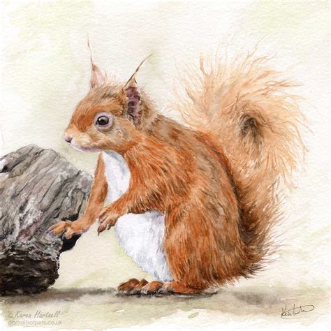 Red Squirrel Original Watercolour Painting Karen Hartnell