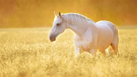 Beautiful White Horse Hd Wallpapers