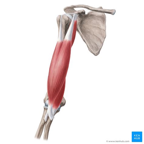 Músculos Del Brazo Anatomía Inervación Función Kenhub