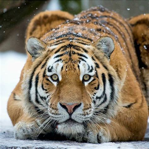 Lista Foto Imagen De Un Tigre De Bengala El Ltimo