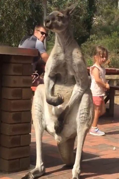 Ladbible Kangaroo Has Itchy Balls