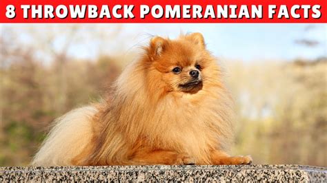 8 Amazing Facts You Didnt Know About Throwback Pomeranian Dogs 😱 Youtube