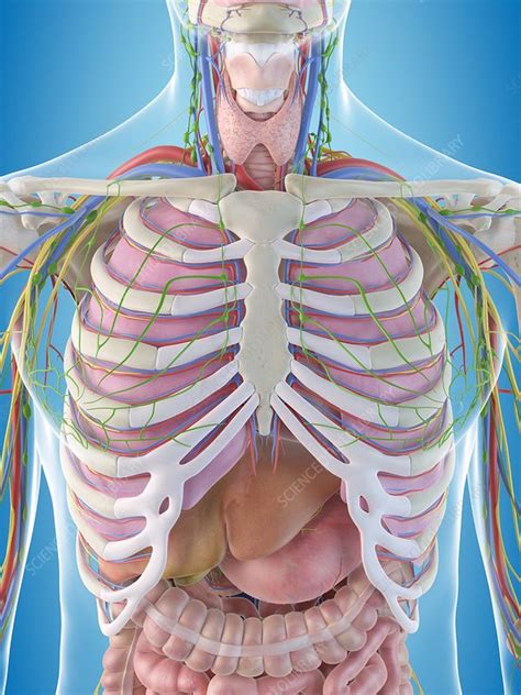 Human Chest Anatomy Illustration Stock Image F011 5850 Science