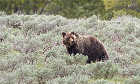 Grizzly Bear Defenders Of Wildlife