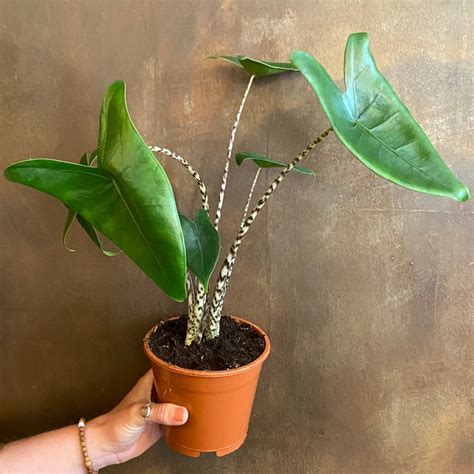 You can say this is the optimum. Alocasia zebrina - grow urban.