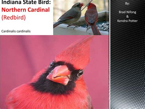 Ppt Indiana State Bird Northern Cardinal Redbird