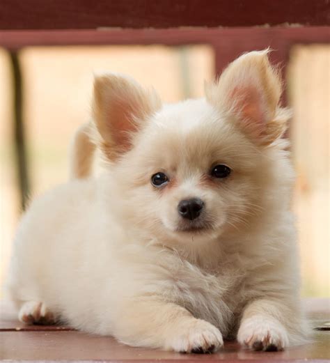 88 Chihuahua Pomeranian Mix Puppies For Sale L2sanpiero