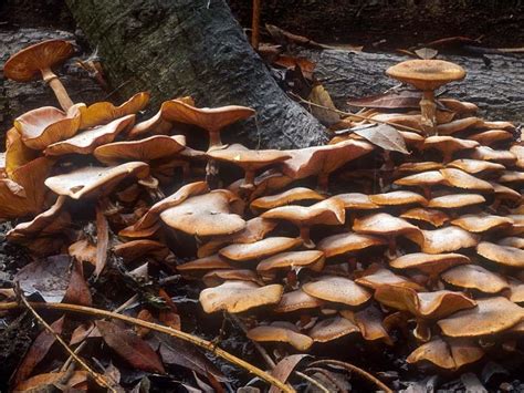 Armillaria Mushrooms Photos