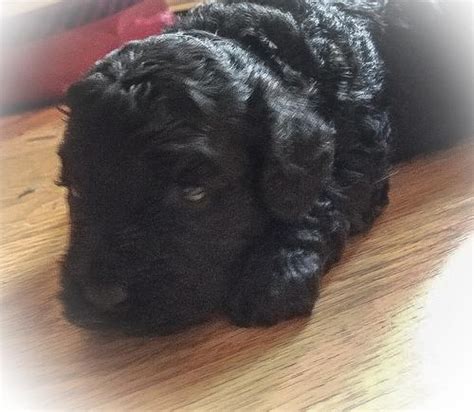 All our puppies come with registration documents, health guarantee, recent shots, crate, and more. Cockapoo Puppy for Sale - Adoption, Rescue for Sale in Lexington, South Carolina Classified ...