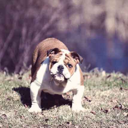 Common misnomers include adenitis, hyperplasia, adenoma of the gland of the third eyelid; Treatments for Cat and Dog Cherry Eye | PetCareRx