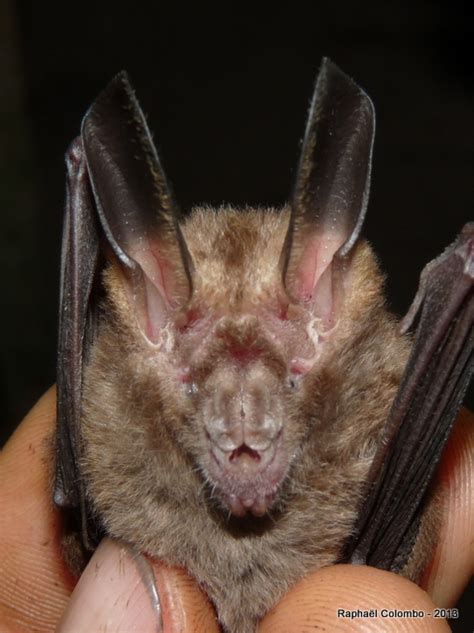 Dwarf Slit Faced Bat Bats Of Ivory Coast · Inaturalist
