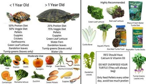 Both eastern and ornate box turtles are omnivores. Red-Eared Slider Turtle Facts, Habitat, Diet, Pet Care ...