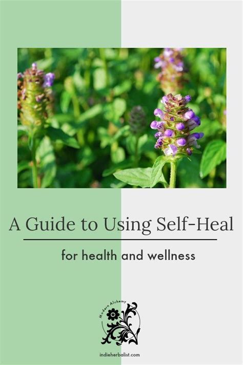 An Herbalists Guide To Using Self Heal Indieherbalist Healing