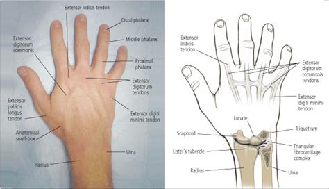 Anatomy Of Left Arm And Hand Picture