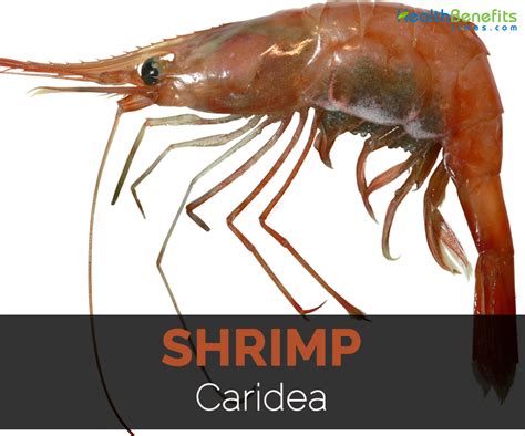 Shrimp Facts Health Benefits And Nutritional Value