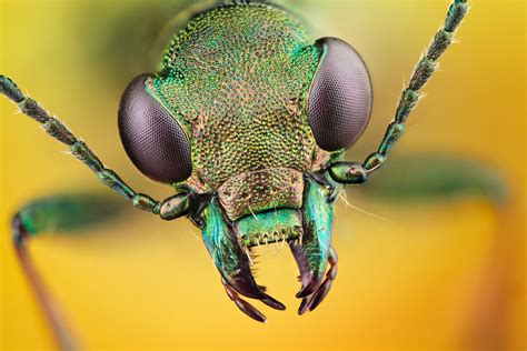 Download Bug Macro Animal Insect 4k Ultra Hd Wallpaper