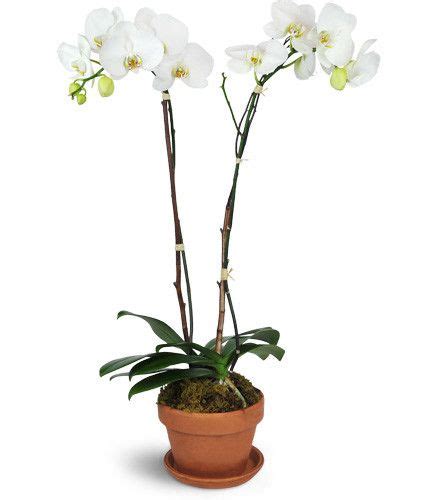 Magnificent Orchids™ Orchids Phalaenopsis Orchid Orchid Plants