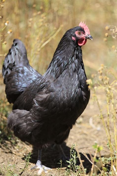 10 types of black chickens breed guide know your chickens